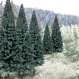 Blue Spruce Tree Value Pack - Ready Made Trees(TM), Select: 2 - 4" 5.1 - 10.2cm pkg(18)