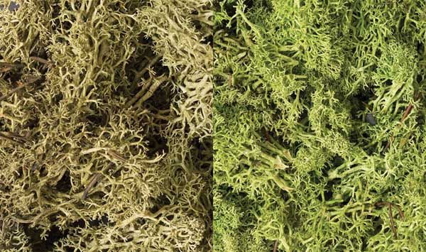 Lichen - 48oz 2.84L, Select: Light Green Mix