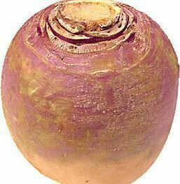 Turnip