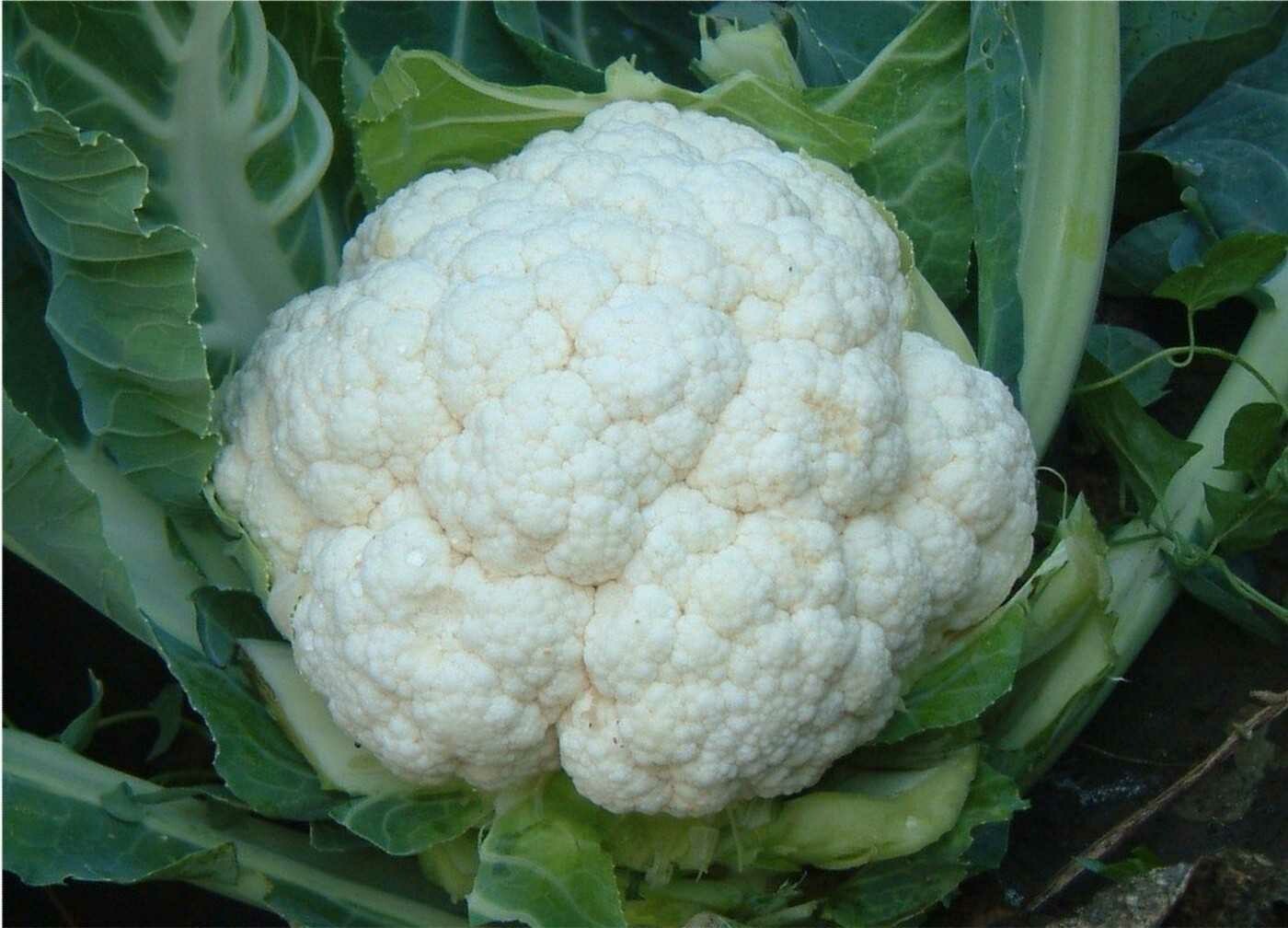 Cauliflower (Large)