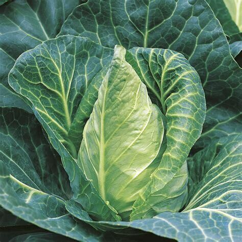 Cabbage (Sweetheart) Local