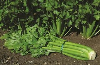 Celery (Table) Bunch