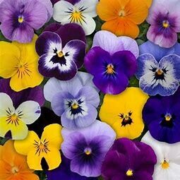 zzz Violas straight pack 6