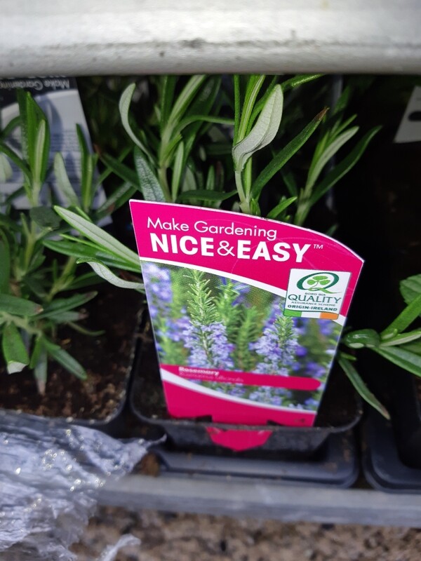Zzzz Rosemary Plants
