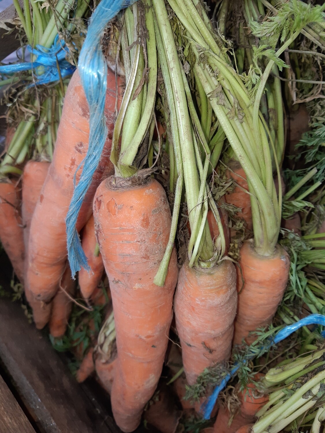 Carrot Bunch