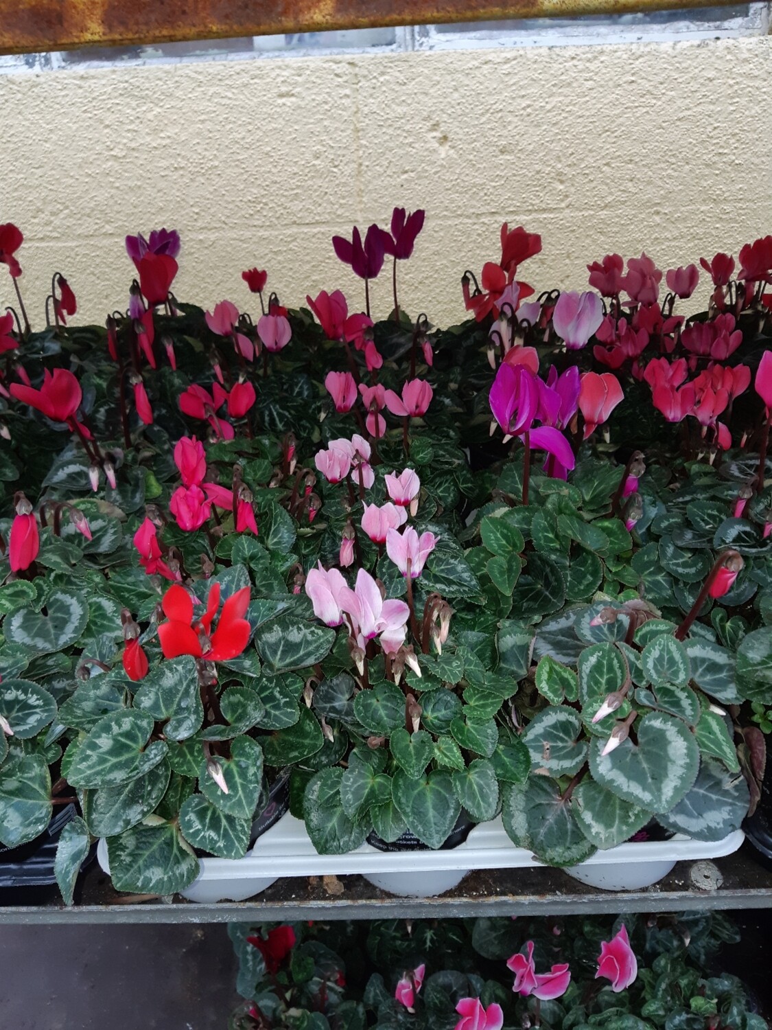 Mini Cyclamen