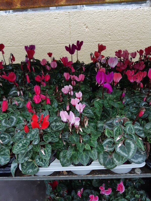 Mini Cyclamen