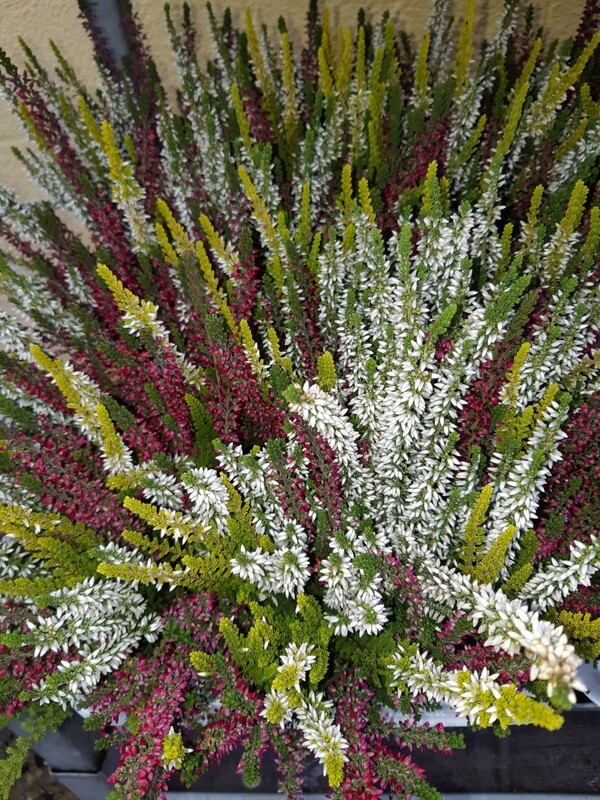 mixed heather 13cm pot