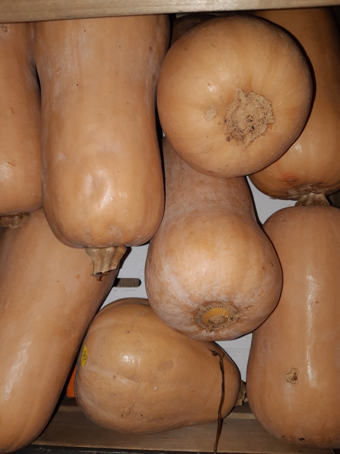 Butternut Squash