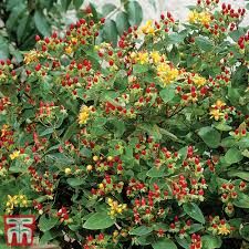 Hypericum (St Johns Wort)