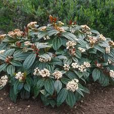 Viburnum Davidii