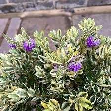 Hebe Variegata