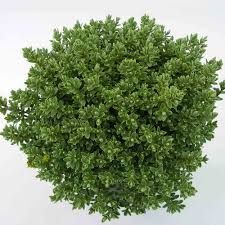 Hebe Paigei