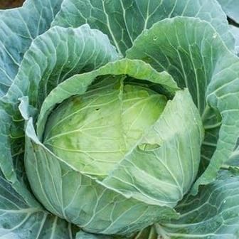 Round Cabbage