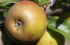 Apple (Russet) large