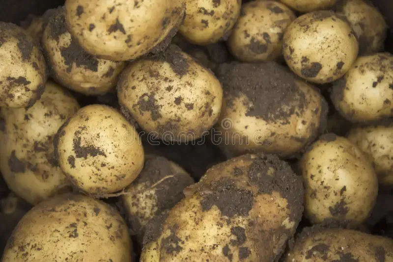 Potatoes New Season Comber 1kg