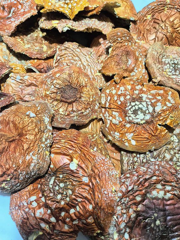 Suszone kapelusze  amanita muscaria