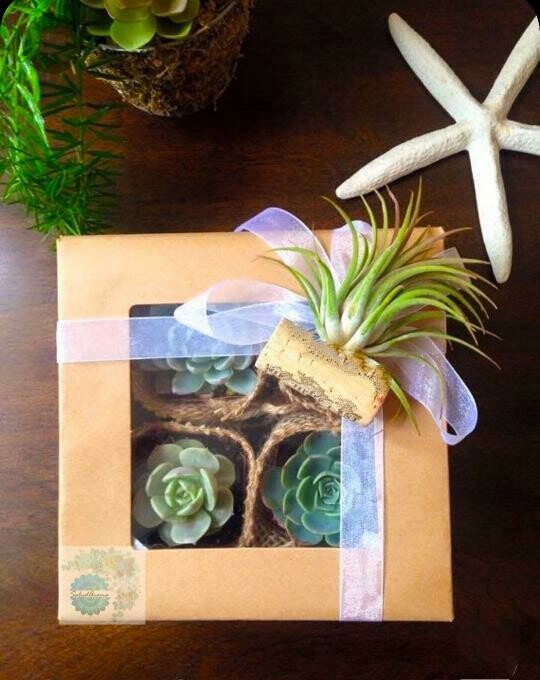 Succulents Box