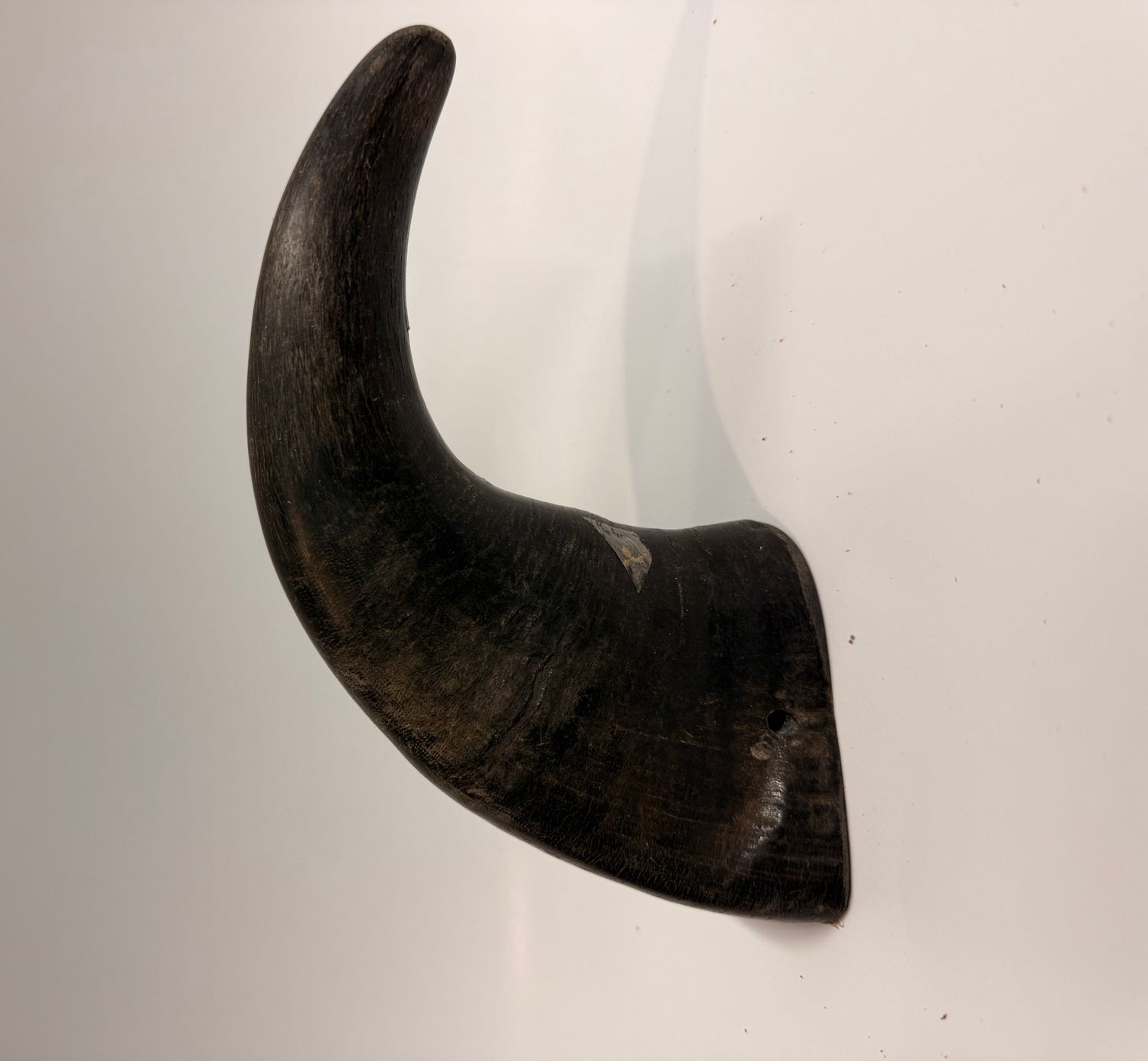 Water Buffalo Horn