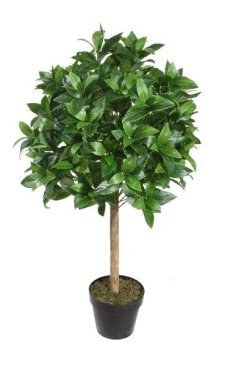 Laurel Topiary Trees