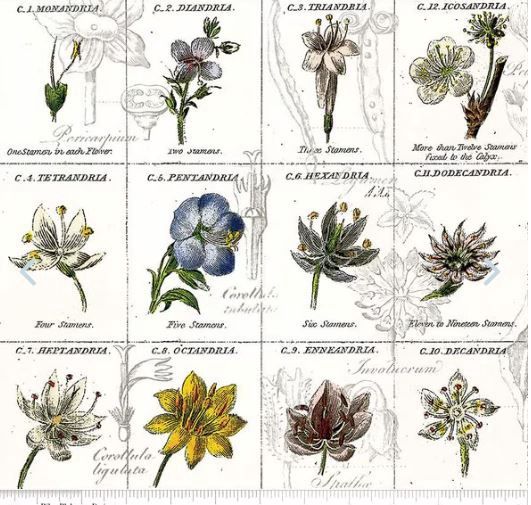 Riley Blake Sewing Seeds III C15684-White Online