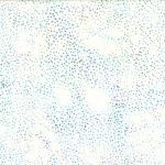 Hoffman 885 Dot Batiks 885 532 Aurora Online