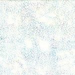 Hoffman 885 Dot Batiks 885 532 Aurora Online