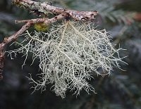Usnea Infused Oil Usnea Infused Oil