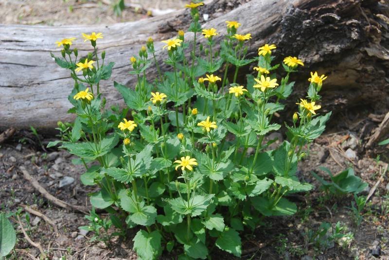 Arnica Infused Oil Arnica Infused Oil