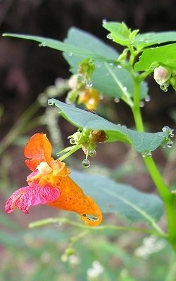 Jewelweed Infused Oil Jewelweed Infused Oil