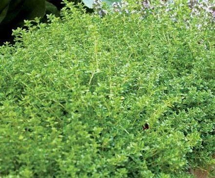 Thyme Infused Oil Thyme Infused Oil