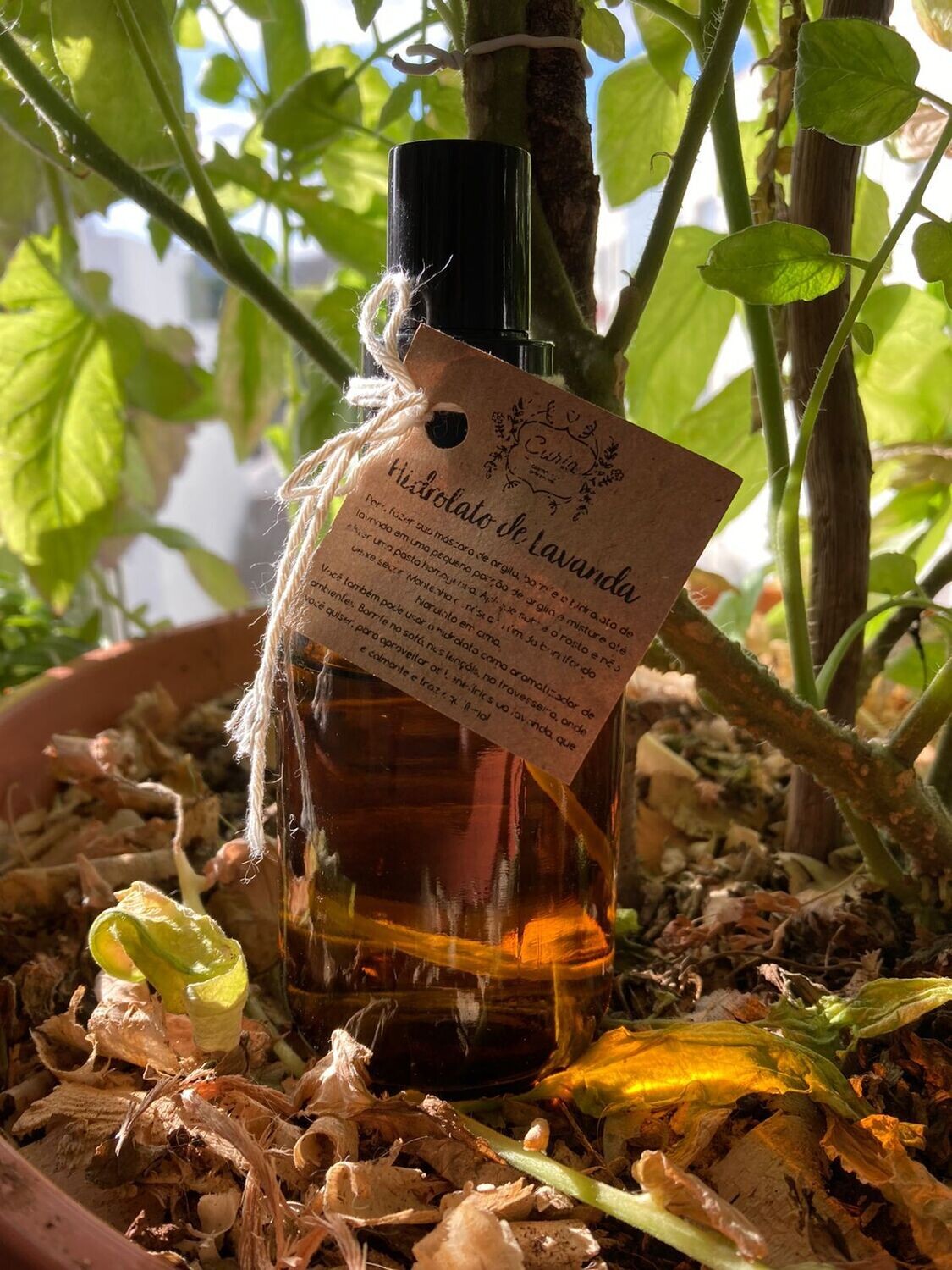 Hidrolato de Lavanda