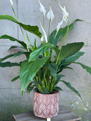 Spathiphyllum ‘Peace Lily’
