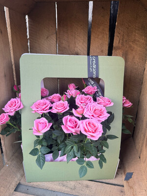 Rose Plant Gift