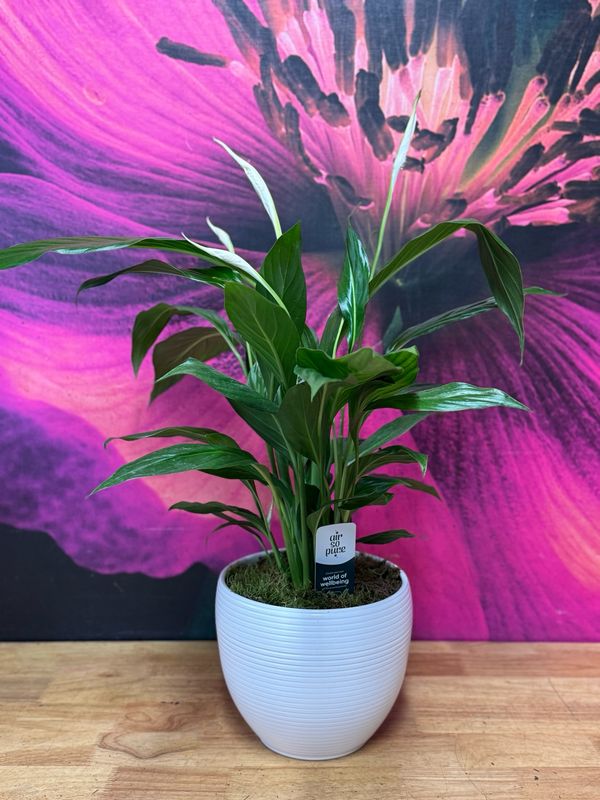 Peace Lily - Spathiphyllum