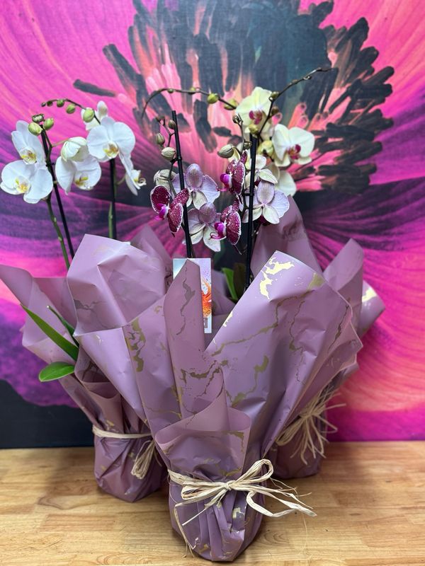 Phalaenopsis Orchid Plant