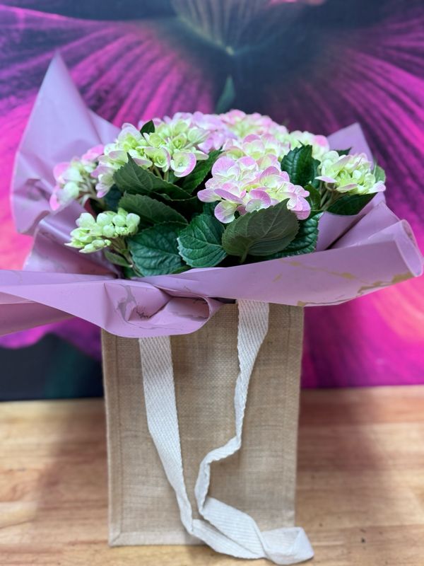 Hydrangea