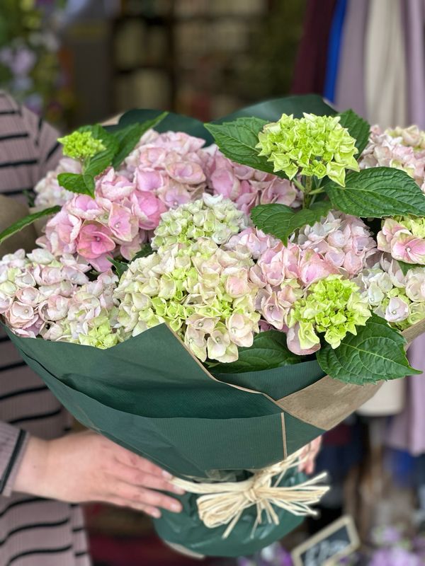 Grande Hydrangea