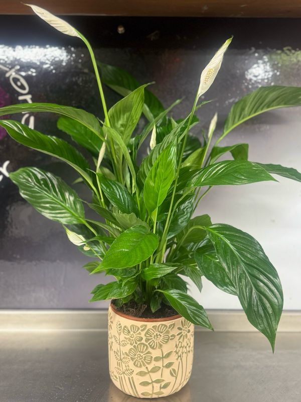 Peace Lily