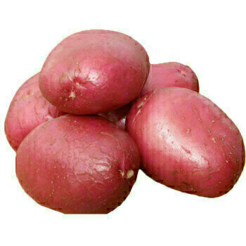 红马铃薯 一份 / 5pcs~1.5lb Red Potato USA/Mexico ~1.5lb