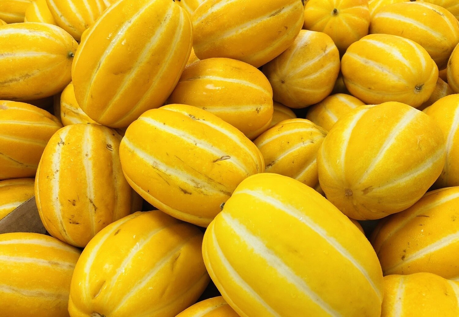 FRUI【水果】韩国黄金瓜2个～约1.5lb