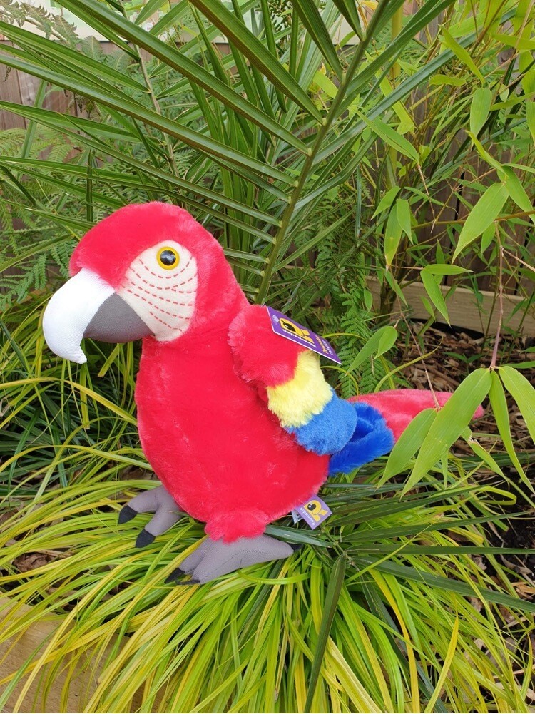 Scarlet Macaw Scarlet Macaw