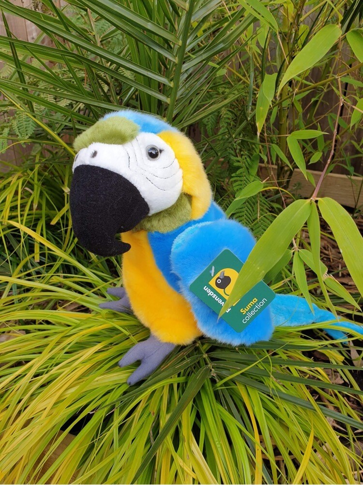 Large Blue and Gold Macaw