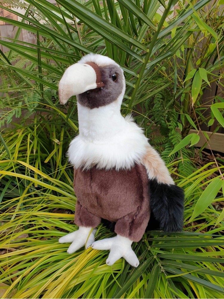 Kevin the Vulture