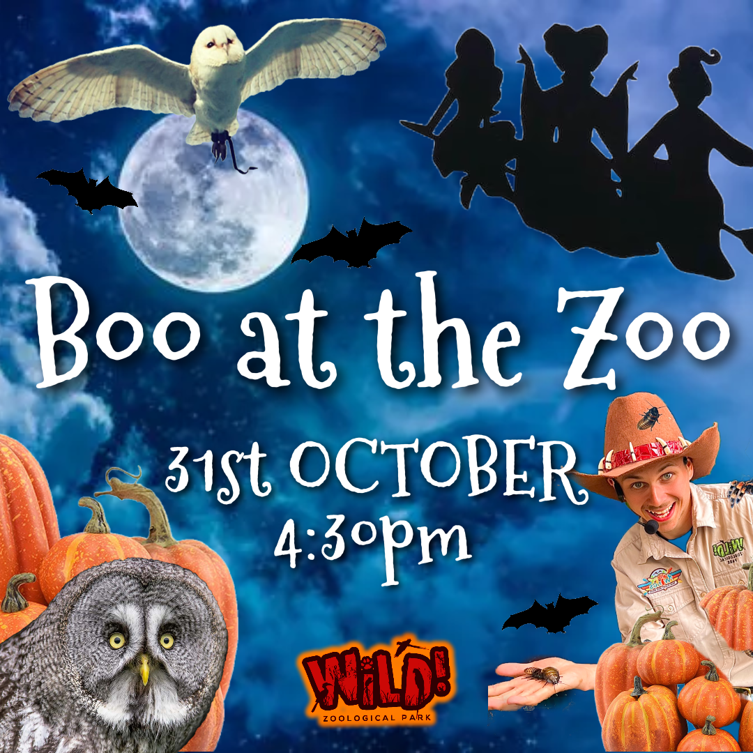 BOO ZOO 31st October 430pm