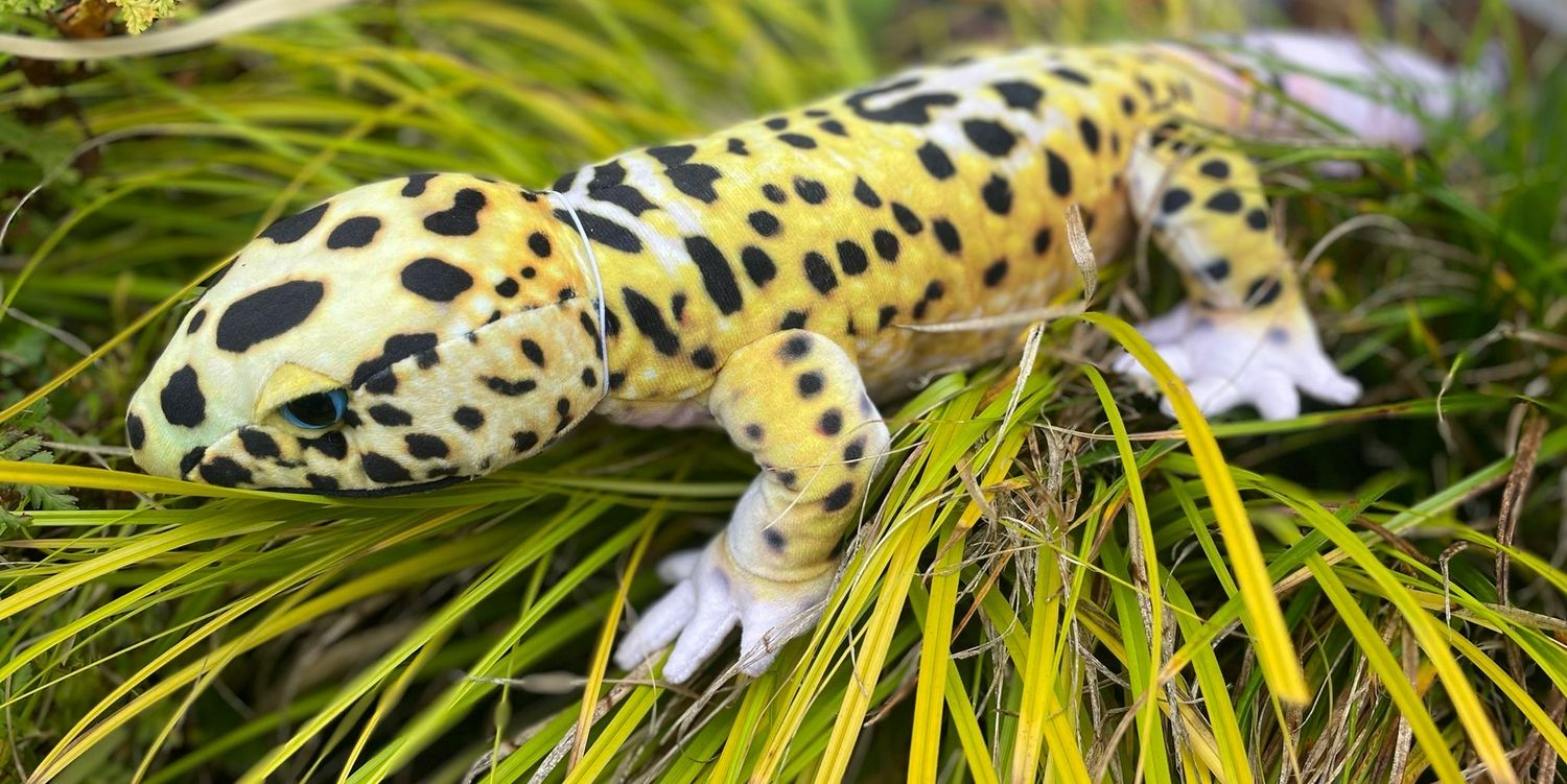 Large Gecko