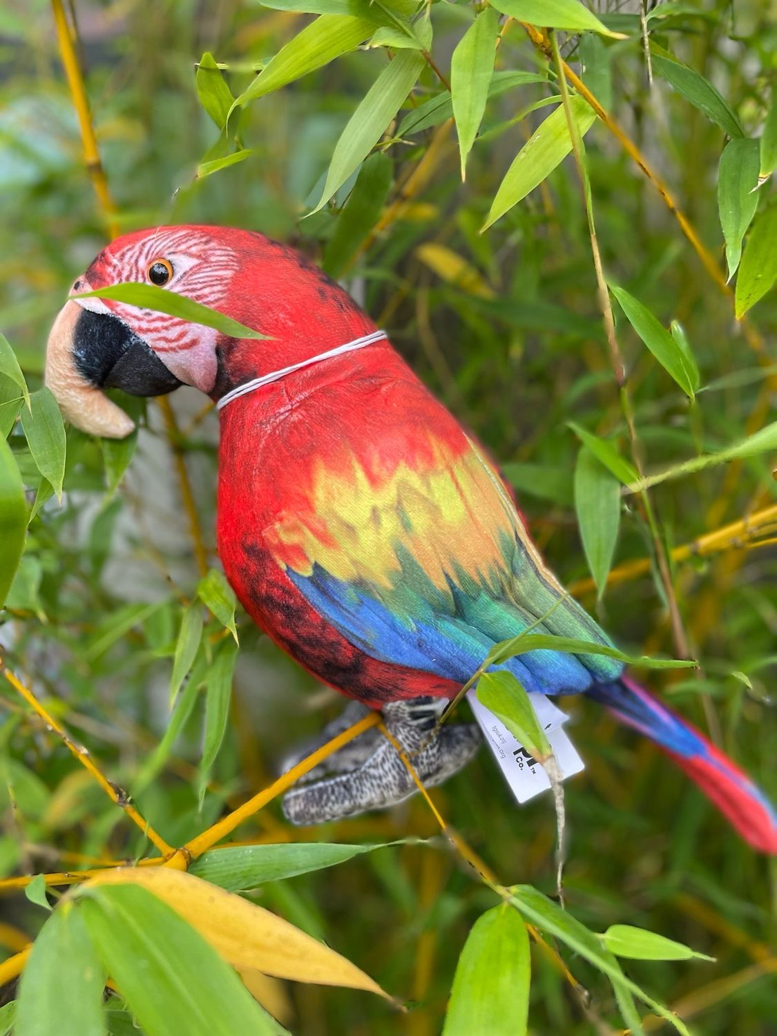 Medium Scarlet Macaw