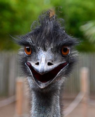 Enid the EMU