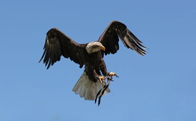 Nina the BALD EAGLE