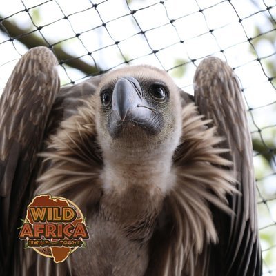 Kevin the VULTURE